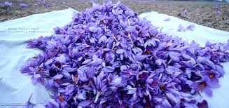 Pure Kashmiri Saffron Manufacturer Supplier Wholesale Exporter Importer Buyer Trader Retailer in Okhla  India